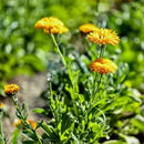 Klorane Klorane BABY CALENDULA Water GIFTSET met knuffel Dermatheek