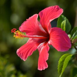 Klorane Klorane HIBISCUS Bodylotion Dermatheek